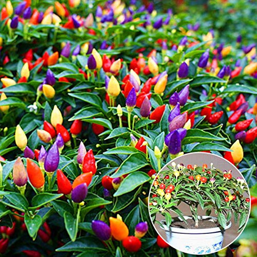 50 pezzi di peperoncino multicolore sani semi di peperoncino pianta fiore casa giardino ornamento multicolore per donne, uomini, bambini, principianti, giardinieri regalo