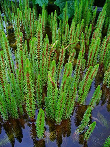 Carbeth Plants Hippuris Vulgaris Mare’s Tail in 9cm Pot