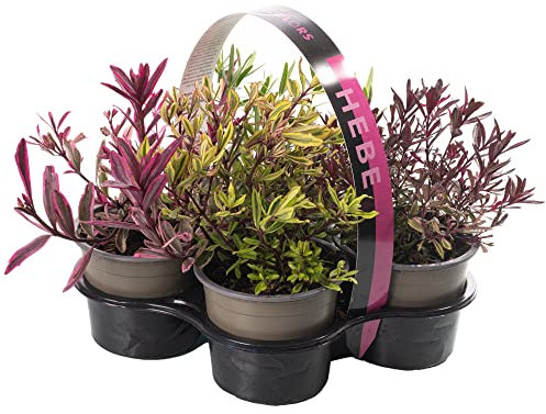 Hebe Magic Colours Plante d'extérieur résistante au froid, persistante, en pot de 9 cm, lot de 4.
