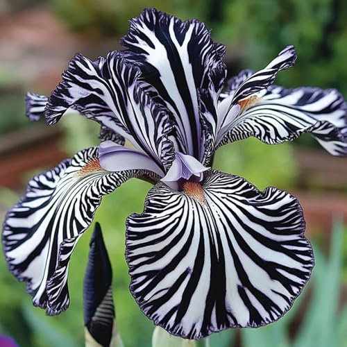 200 Graines d'Orchidée Rayée Rares – Non-OGM, Faciles à Planter, Pour Jardin, Balcon, Cour ou Bureau (Noir)