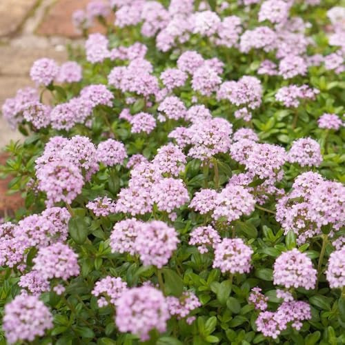 Semi di timo serpillo, da giardino resistenti perenni Semi di timo tappezzanti, semi di aromatiche 50pcs