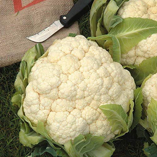Cauliflower 'Aalsmeer' Seeds Hardy Biennial Vegetable Garden Plants Easy to Grow Cauliflower 'Aalsmeer' 1 Packet of 50 Seeds by Thompson and Morgan