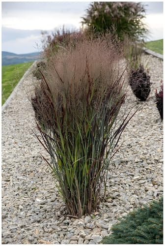 1 x Panicum virgatum 'Nosferatu' im 1 Liter Topf (Ziergras/Gräser/Winterhart/Mehrjährig/Staude/Stauden) Rutenhirse - Dunkle Eleganz mit mystischem Flair - NEUE SORTE - von Stauden Gänge