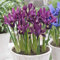 Bolly Bulbs® - Dwarf Iris Reticulata - J.S. Dijt (12 Bulbs)