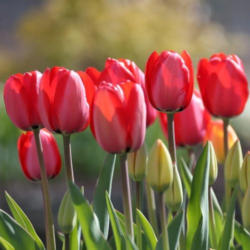 Votaniki Red Impression Tulip Bulbs – Pre-Chilled Since Fall for Faster Blooms | Large Perennial 'Darwin Hybrid' Tulips | Long-Lasting Red Flowers, Easy to Grow (10 Pack)