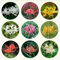 Forma De Flor úNica, Disfrute De La DiversióN De Plantar, Largo PeríOdo De FloracióN, PlantacióN Sencilla Lycoris Radiata Lycoris Radiata Bulbos Semillas De Lycoris Lirio ArañA-2bulbs-G