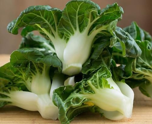 6000 Seeds Extra Dwarf Canton Pak Choi Seeds; 2” 特矮腳白菜苗 奶白菜