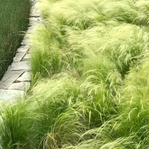 Semillas de pasto pluma, Stipa tenuissima, balcón son perennes resistentes de plumas, jardin 500pcs