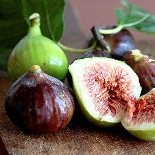 Higuera Enana PORTES GRATIS