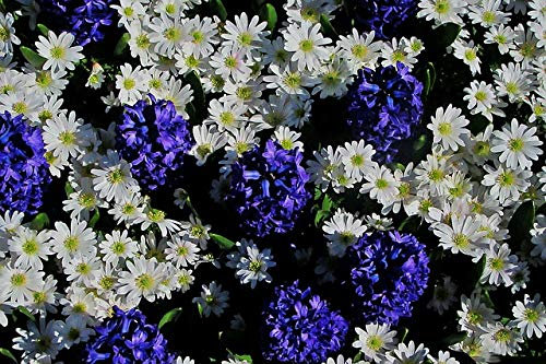 100 X Giacinti e Anemone - Hyacinthus & Anemone - Bulbi Di Alta Qualità (100)