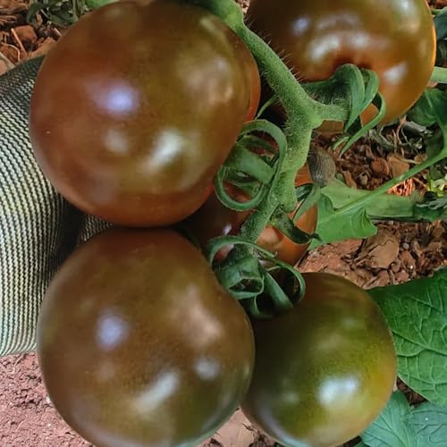semillas de tomate, raras variedades antiguas semillas de invierno 150pcs