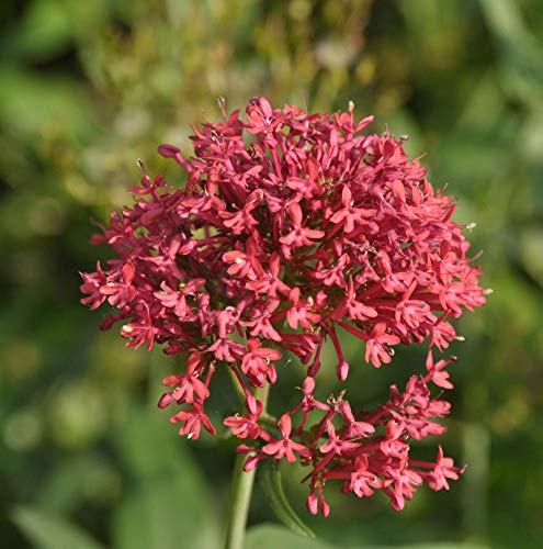 Spornblume Coccineus - Centranthus ruber - lebende Gartenpflanze aus den Baumschulen