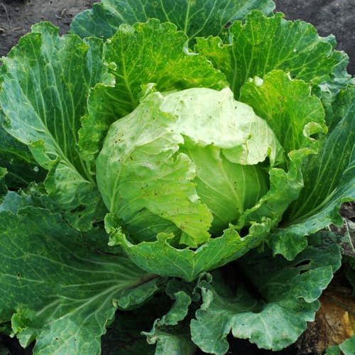 semi di lattuga iceberg biologici - giardino resistenti perenni fresca, esotiche 600pcs