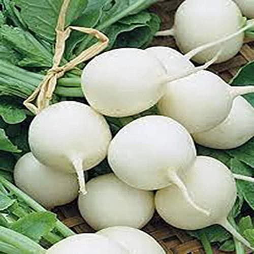 Radish Seed,Hailstone White, Heirloom, Non GMO, 100 Seeds, Radishes