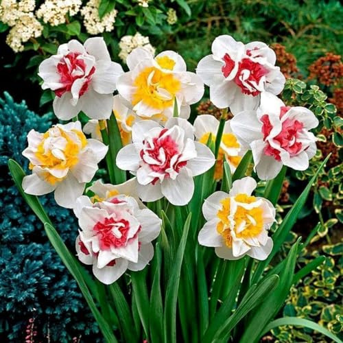 Bellissimo Narciso bulbi,Piante perenni,Narciso pianta vera,resistenti al freddo,Tagliare,Facile da curare(non artificiali)-12 bulbi-E