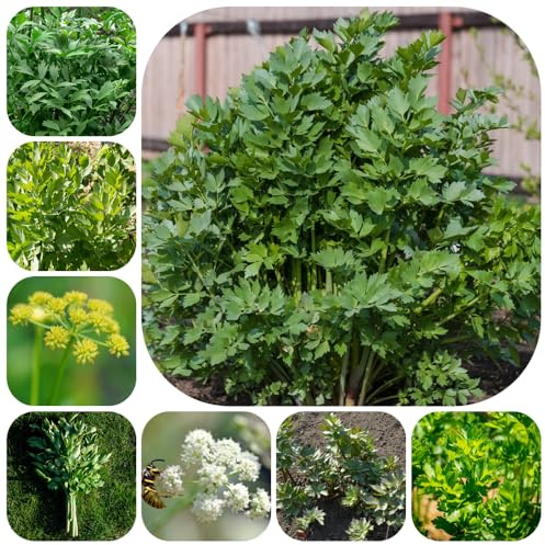 semi di levistico biologico - balcone decorazione giardino esterni pascolo resistenti 500pcs