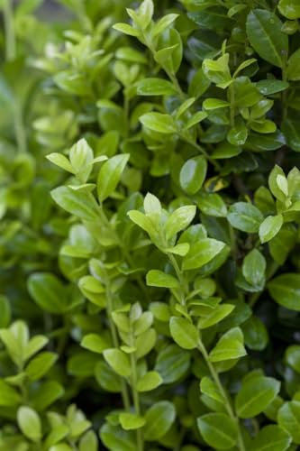 Ilex crenata 'Luxus Hedge' 15–20 cm – Immergrün, Winterhart, Pflegeleicht – Japanische Stechpalme – Heckenpflanze für Garten & Sichtschutz