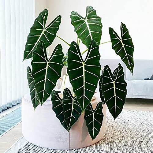 Alocasia Pflanze Samen,Alocasia Macrorrhiza, Gartenpflanzen Winterhart Mehrjährig Pflanzensamen Zimmerpflanzen Dachbegrünung Samen Pflanzen Samen Indoor Seeds Geschenke Garten 50 Stück
