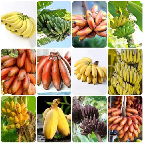 400 pcs bananenbaum samen - säulenobst plants robuste balkonpflanzen winterhart bananensamen bananen samen,Musa sikkimensis, dekoration winterharte balkonpflanzen obst frisch