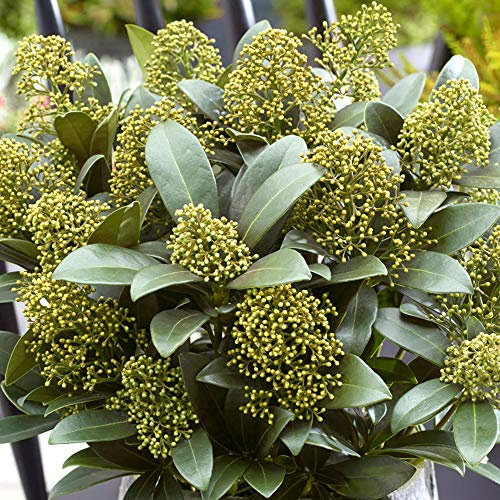 Skimmia japonica White Globe | Superbe arbuste à fleurs persistant en pot pour le jardin.