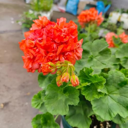 geranien samen stehend winterhart - pelargonium - winterharte deko blumen balkon frühlingsblume, wildblumensamen schnittblumen samen gartenblumen, kräuterpflanzen seltene pflanzen, 250pcs
