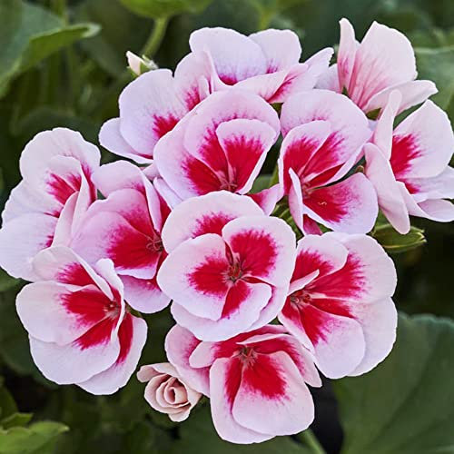 Geranien Samen 150 Saatgut Geranien Samen Stehend FrüHlingsblumen Bonsai Samen Balkonpflanzen Blumensamen Gastgeschenk Hochbeet Balkon Ausgefallene Geschenke