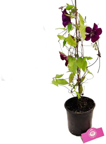 Clematis Planta Natural para Crear un Jardín de Ensueño