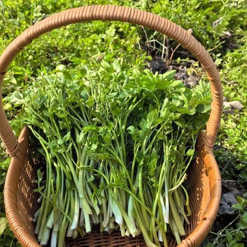 cultivo de berros de cocina balcón o invernadero semillas berro sostenibles invierno, interior raras jardín interior Semillas 500semillas