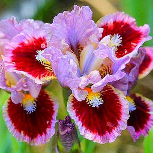 Iriszwiebeln, Blumenzwiebeln Garten, Balkon,Winterhart Mehrjährig,GartenblumenEleganz,Stauden,Winterhart, Iris,Bartiris,Schwertlilien-4zwiebeln-B