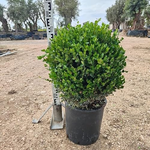 PianteWeb pw-bosso-palla-bianco-28