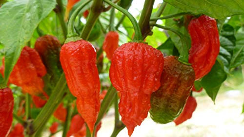 Carolina Reapers - 10 Chilli Seeds by CHILLIESontheWEB Pick and Mix Get 4 Packs for Price of 3