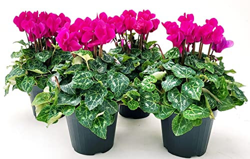 POWERS TO FLOWERS - CICLAMINO A FIORE PICCOLO PROFUMATO, CICLAMINO MINI FUCSIA, 4 PIANTE, VASO 10CM, piante vere