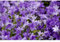 Blumen Eber Campanula portenschlagiana - Polster-Glockenblume, blau, im Topf 12 cm - 12 cm