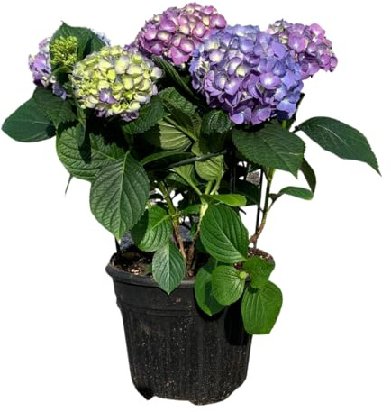 Hortensia Azul Lista para Florecer Planta Viva Natural Belleza Floral para Cualquier Espacio