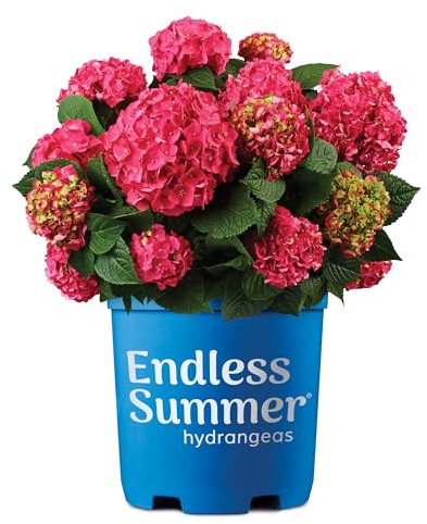 Endless Summer Hydrangea Summer Crush, 1 Gallon