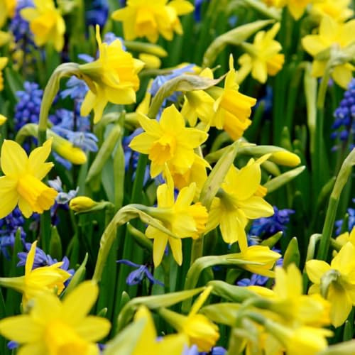GreenboutiQ - Bulbes à fleurs - Narcis Tete-A-Tete - Couleur Jaune - 25 pièces - Taille de bulbe 10/11 - Pack XXL