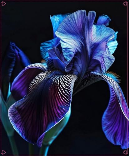 Fácil de cultivar.Otoño o primavera,En maceta.Bulbos de Iris-Excelente para plantar en interiores o exteriores-iris bulbos-3 Bulbos-F