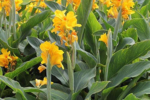 10 Pcs Canna Graines Belle Seed Flower Mix Indica Lily Plantes Jardin Fleurs Bulbes extérieur pot Bonsai Flores. SeedsAndPlants cadeau