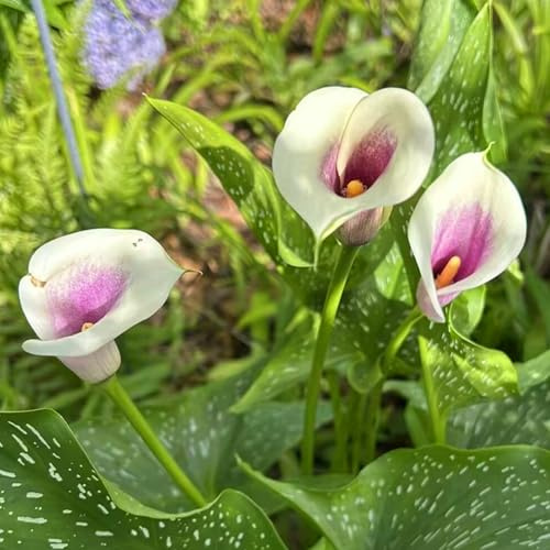 Fáciles de cultivar y florecer, los bulbos de cala son una excelente opción para balcones y jardines.-2bulbos-E