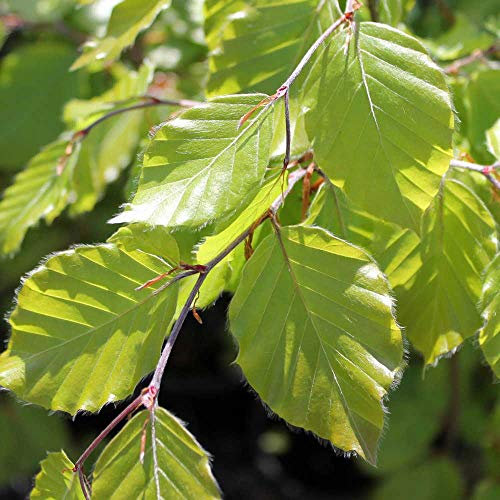 Fagus sylvatica | European Beech | Ornamental Garden Tree | 5-6ft