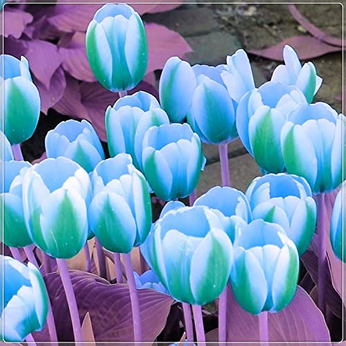 10 Green and White Tulip Bulbs - Top Size Bulbs - Rare Green Tulips