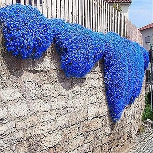 30.000 semi Timo blu strisciante, varietà perenne senza OGM, si diffonde lentamente come un tappeto blu naturale a causa della sua natura strisciante.