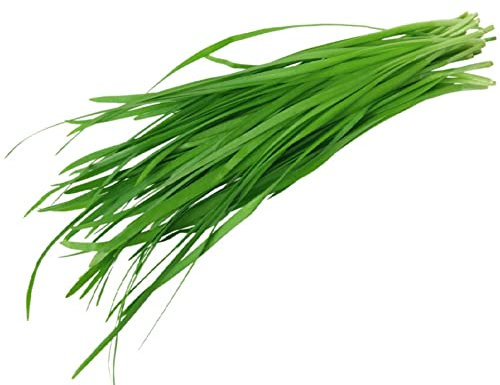 250 Graines de Ciboulette à feuilles larges - aromatique - semence paysanne