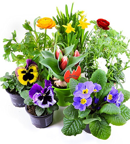 Frühlingsblumen Set 6, Ranunkeln, Narzissen, Tulpen, Nelken, Viola & Primeln