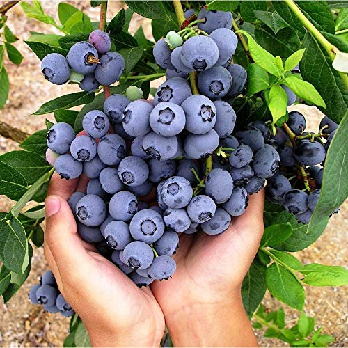 Blueberry Vaccinium corymbosum ‘Patriot’- Deciduous Shrub Bearing Healthy Blueberries - in Your Beautiful Garden