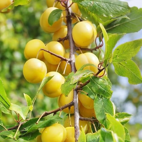 Prunus Domestica Mirabelle De Nancy - Prunier 120 cm en Pot - Plante En Pot - Floraison Avril - Hauteur 120cm