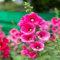 100 semi di malvarosa rosa