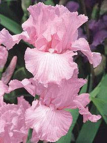 Pink Delight, Colorful Bearded REBLOOMING IRIS (1) Rhizome/Bulb/Root Ready for Planting Now