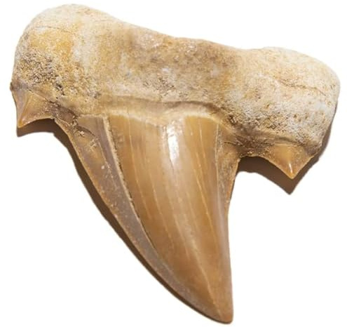 TENET - FOSsiler (HÄGG TANDAR 2-3 CM)