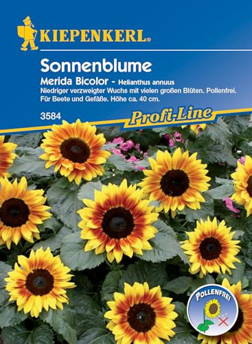 Kiepenkerl Profi-Line Sonnenblumensamen Merida Bicolor 3584 – Niedriger verzweigter Wuchs, ca. 40 cm Höhe, Pollenarme Blüten, für Töpfe und Beete, Blumensamen Mischung für 20 Korn